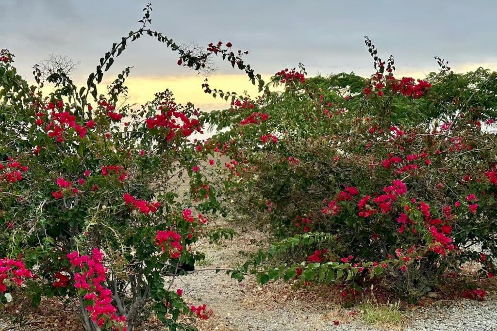 הוילה סנטה קרוז דה טנריף Peaceful Oasis With Magical Sea Views And A Pool מראה חיצוני תמונה