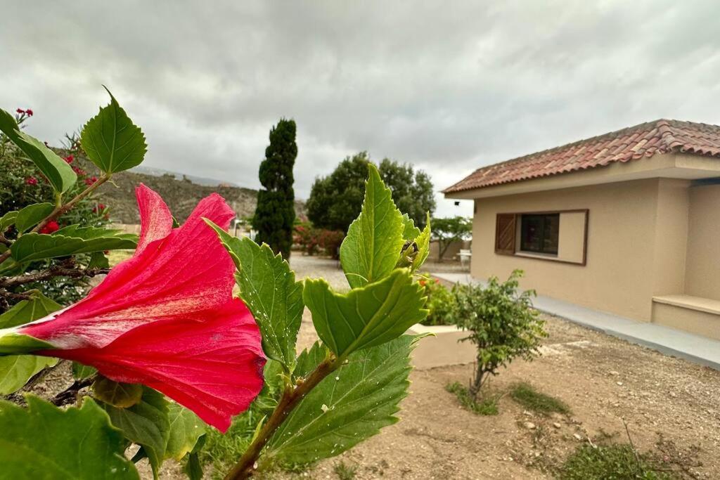 הוילה סנטה קרוז דה טנריף Peaceful Oasis With Magical Sea Views And A Pool מראה חיצוני תמונה